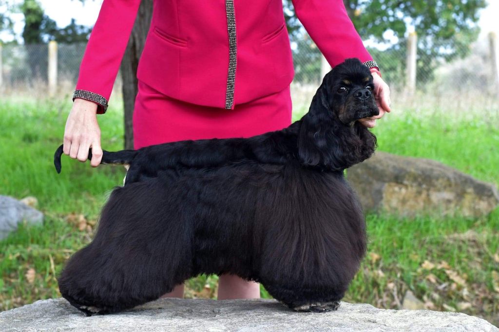 CH. Name is love Of Eternal Passion