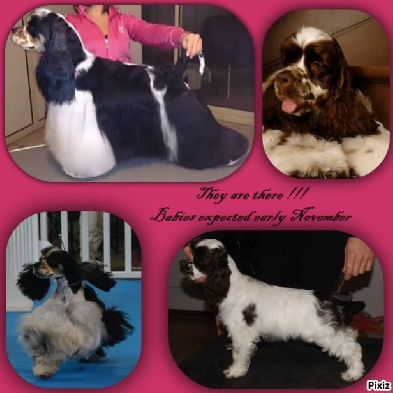 Of Eternal Passion - American Cocker Spaniel - Portée née le 29/10/2015