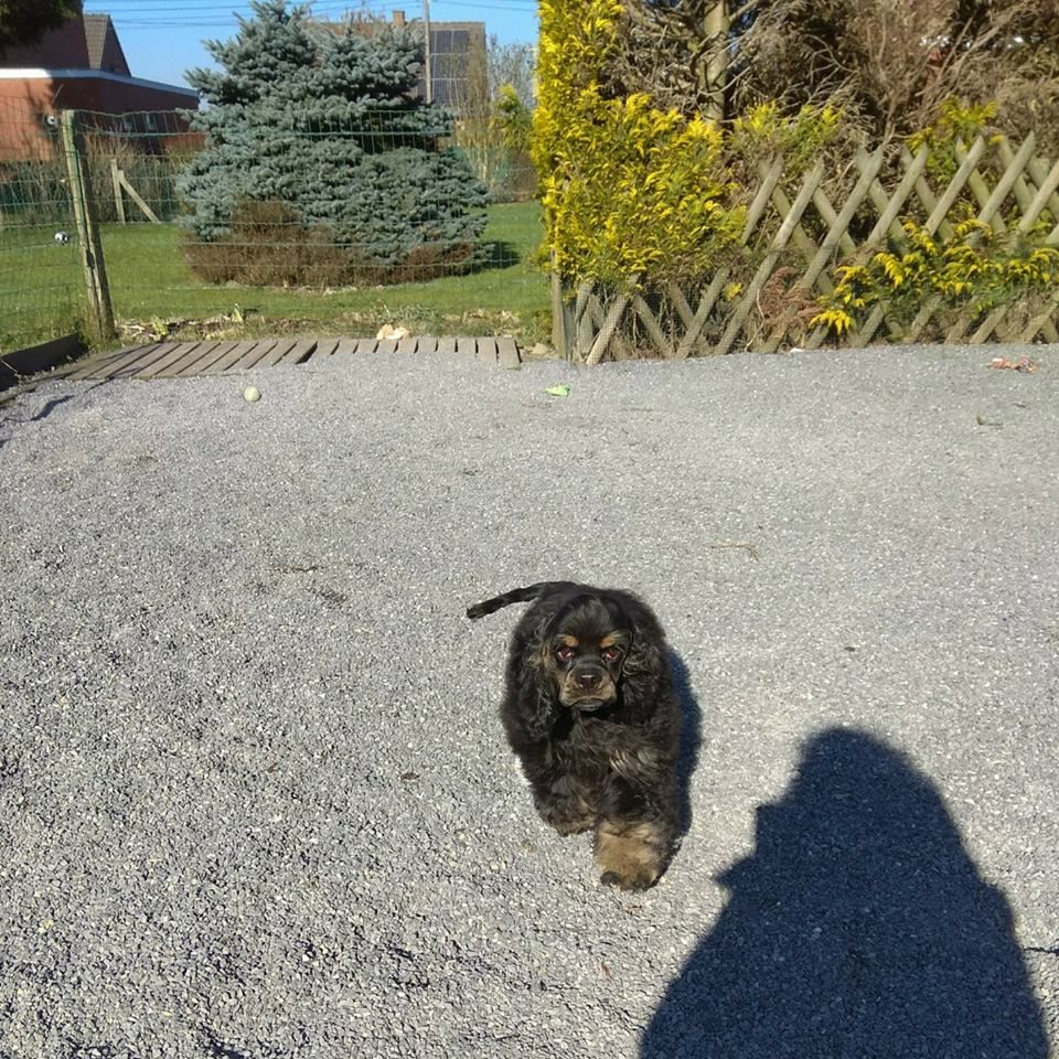 Of Eternal Passion - American Cocker Spaniel - Portée née le 12/10/2017